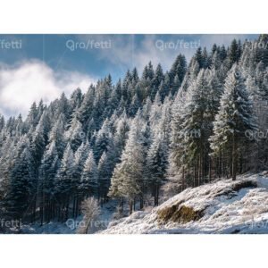 A snow-dusted conifer forest on a hillside on a clear winter day.