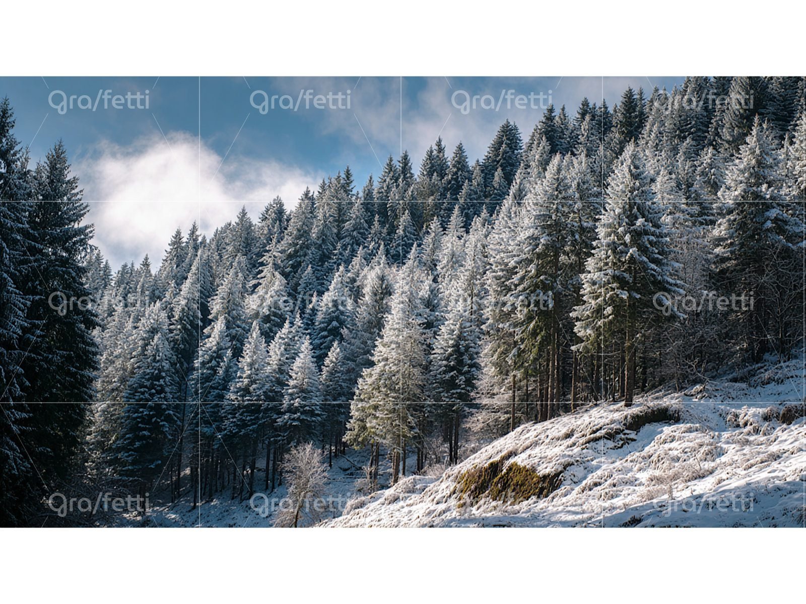 A snow-dusted conifer forest on a hillside on a clear winter day.