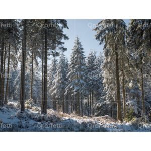 Sunlit snowy pine forest winter landscape
