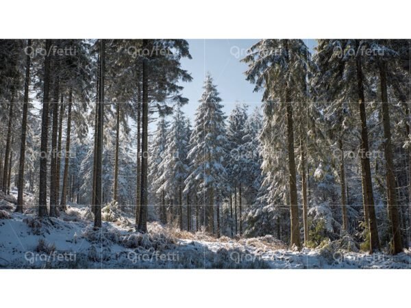 Sunlit snowy pine forest winter landscape