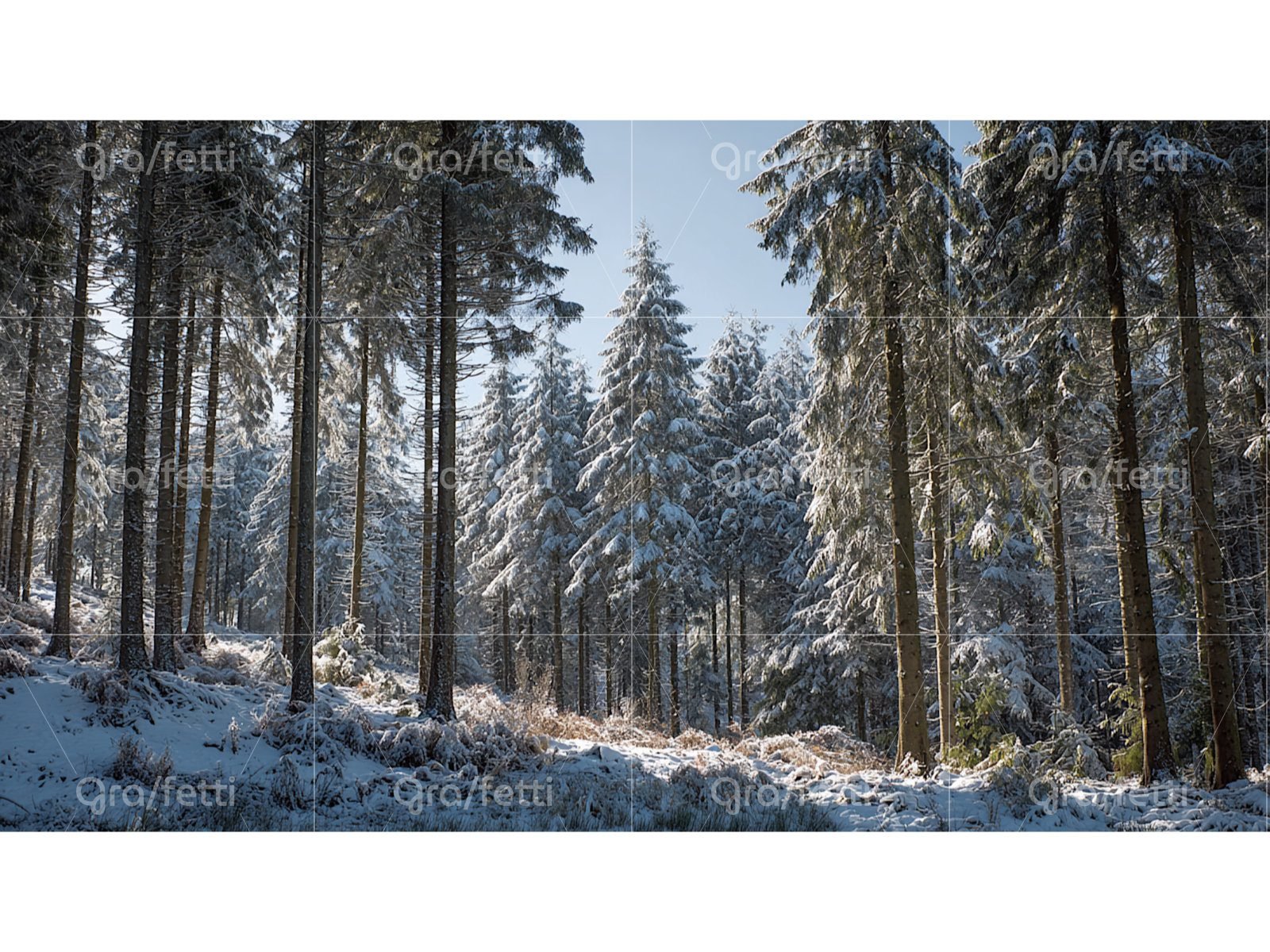 Sunlit snowy pine forest winter landscape